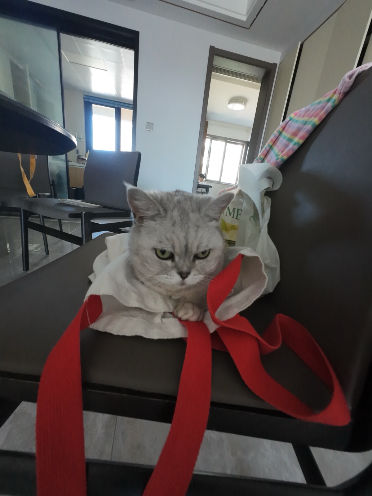 猫咪坐在红色购物袋里