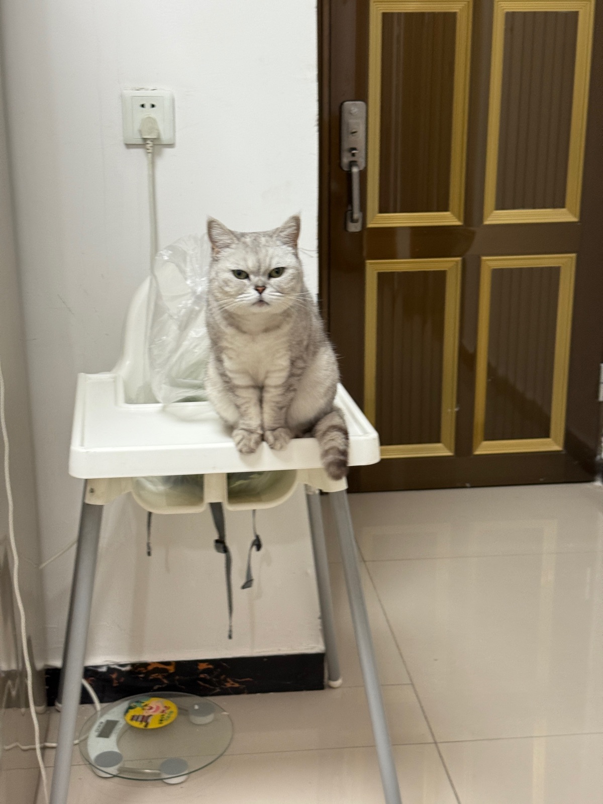 猫咪端正地坐着看向镜头